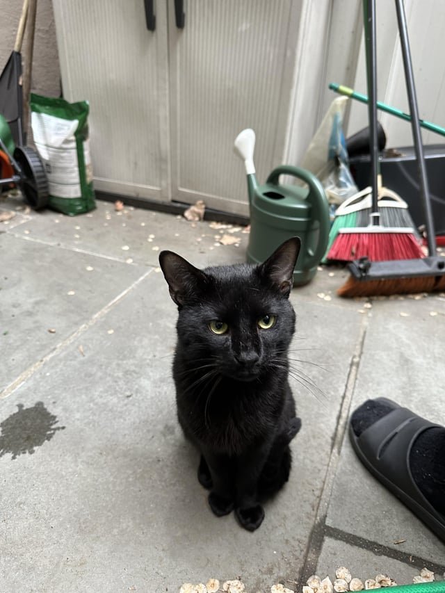 Lost Cat in New York, New York — listing photo