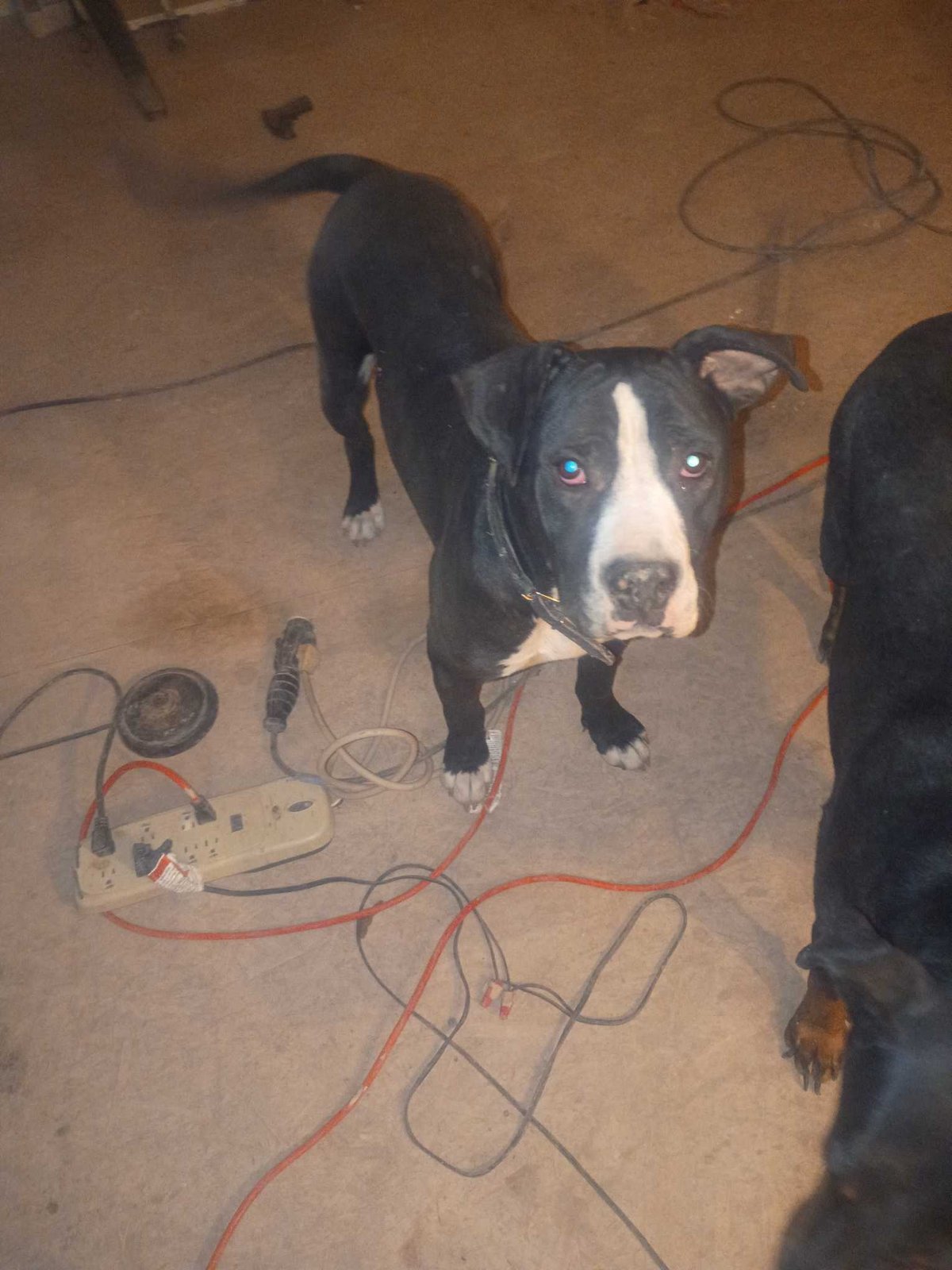 Lost Dog in Deming — listing photo