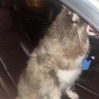 Lost Dog in Charlotte, North Carolina — listing photo
