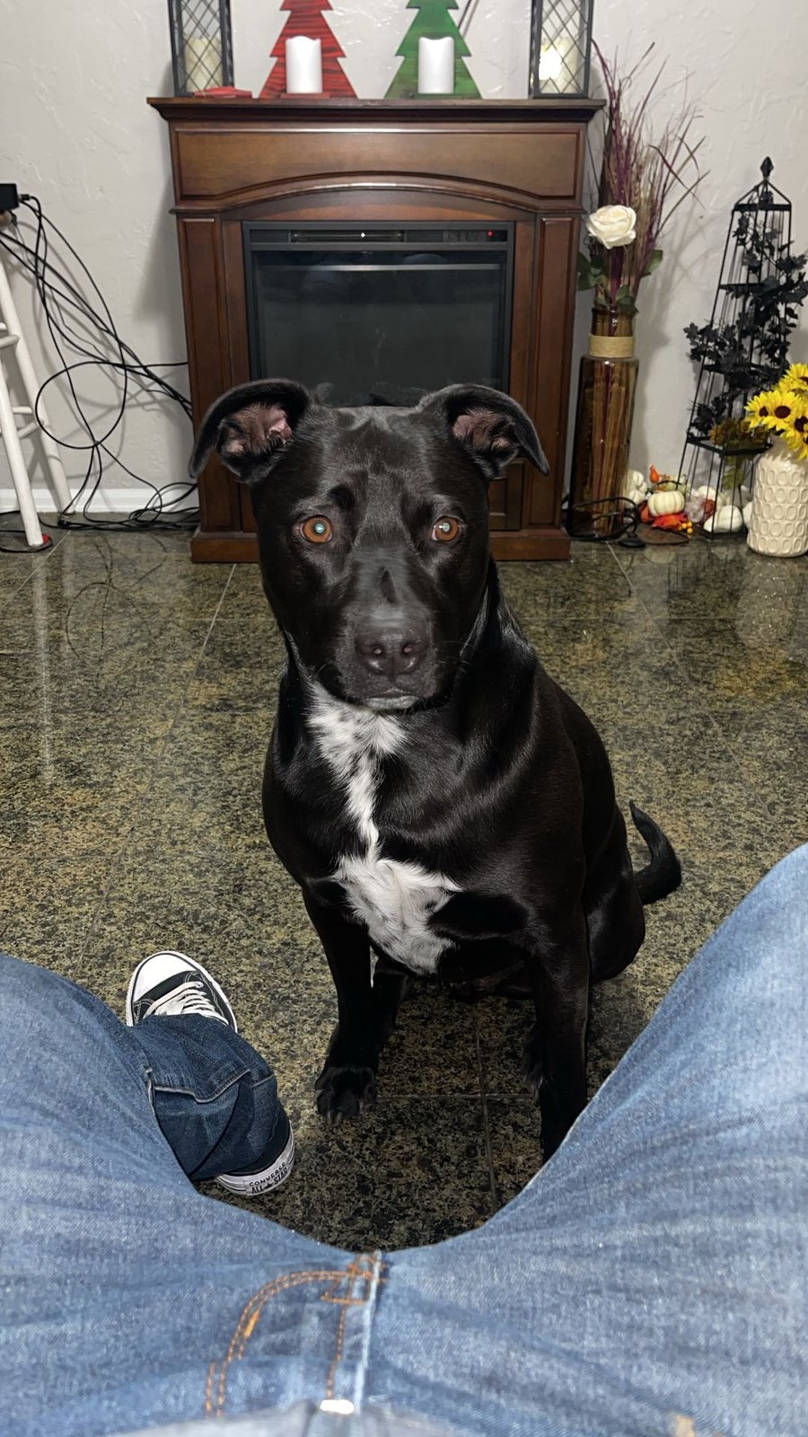 Lost Dog in Denver, Colorado — listing photo