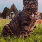 lost cat in Highland, California