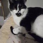 Lost Cat in Asheville, North Carolina — listing photo