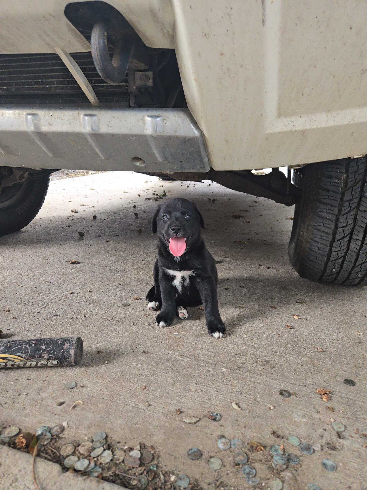 Lost Dog in Corpus Christi, Texas — listing photo