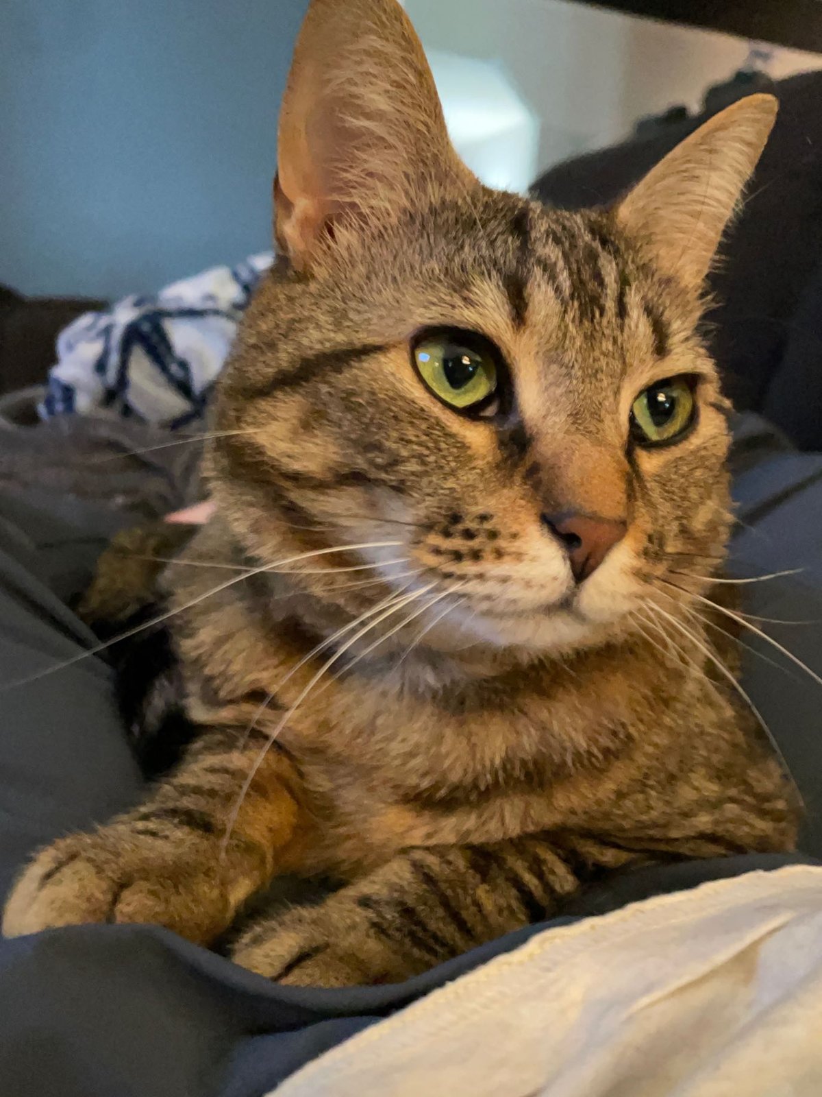Lost Cat in Knoxville, Tennessee — listing photo