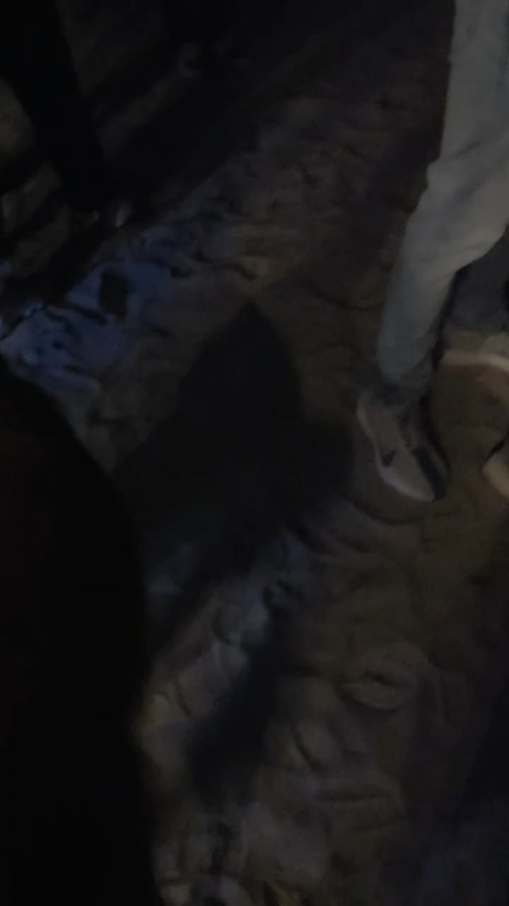 Lost Dog in Miami, Florida — Intoxicated guy left his dog loose and lost in the middle of the Calvin Harris show