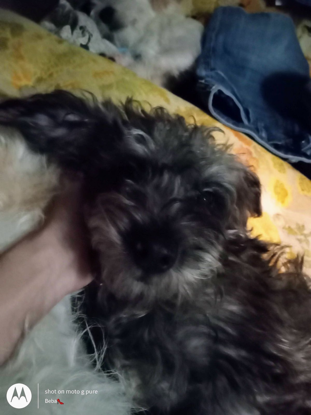 Lost Dog in Houston, Texas — listing photo
