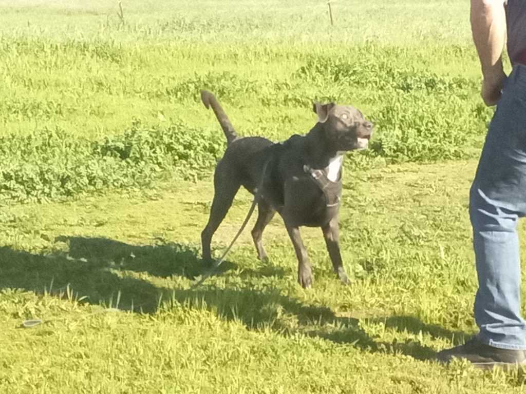 Lost Dog in Fresno, California — listing photo