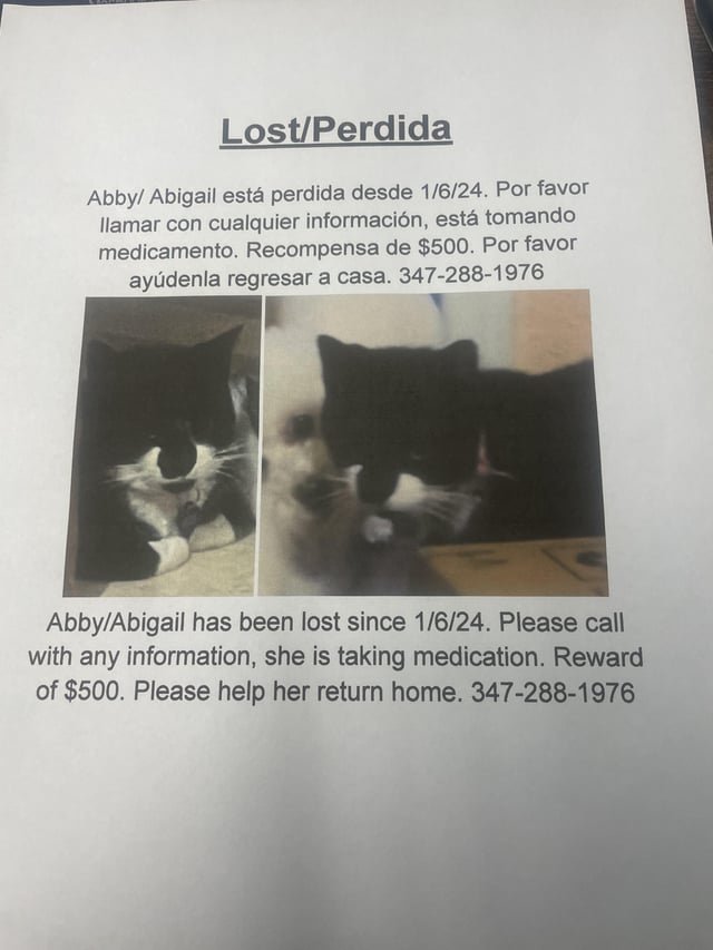 Lost Cat in K — listing photo