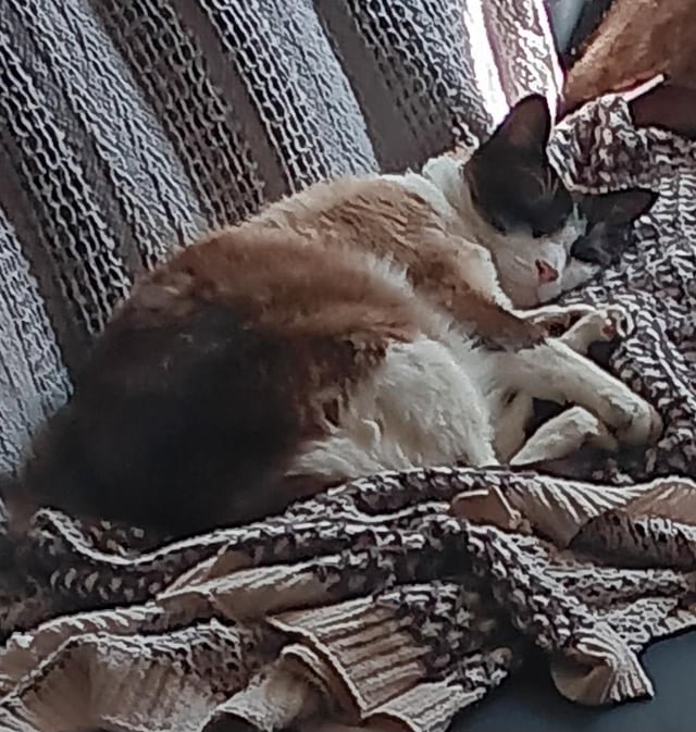 Pet alert in Tucson, Arizona — My cat is lost