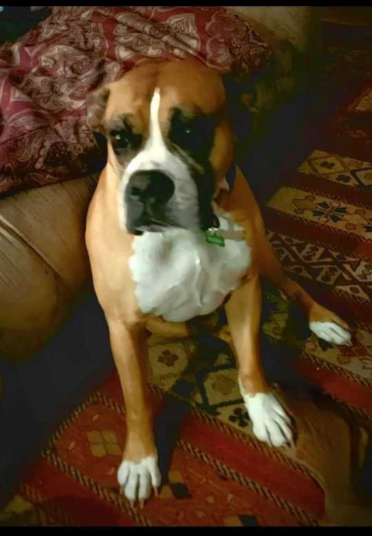 Lost Dog in Wallace — listing photo