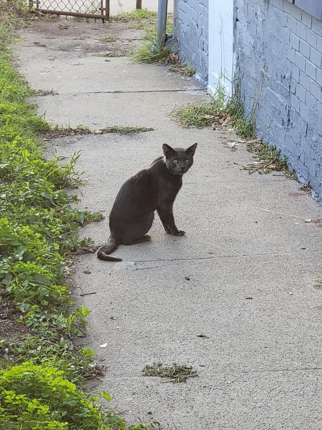 found cat in Providence, Rhode Island