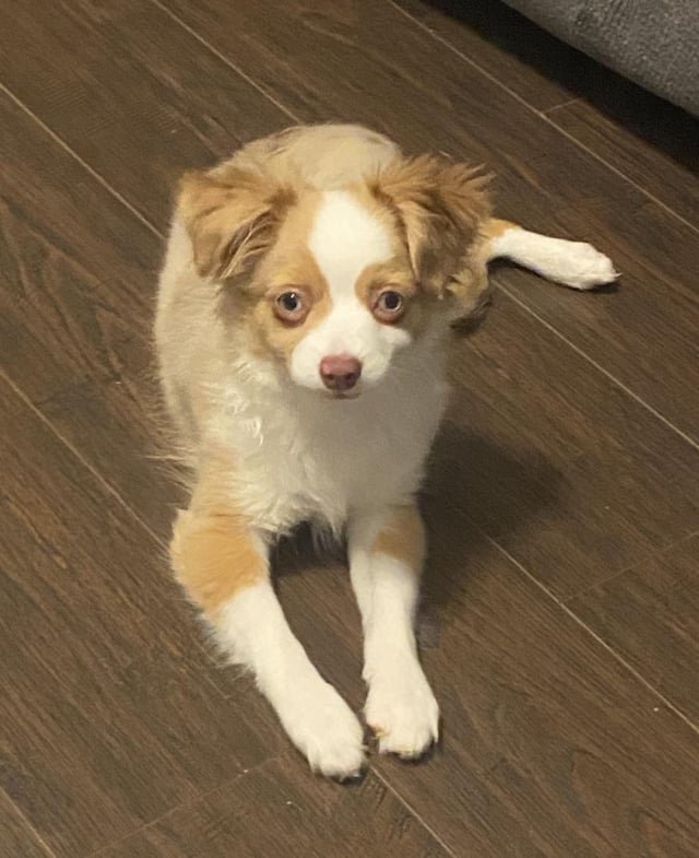lost dog in Atlanta, Georgia