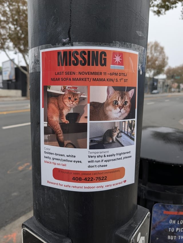 Lost Cat in San Jose, California — Keep an eye out for this cat