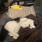 Found Cat in Baltimore, Maryland — listing photo