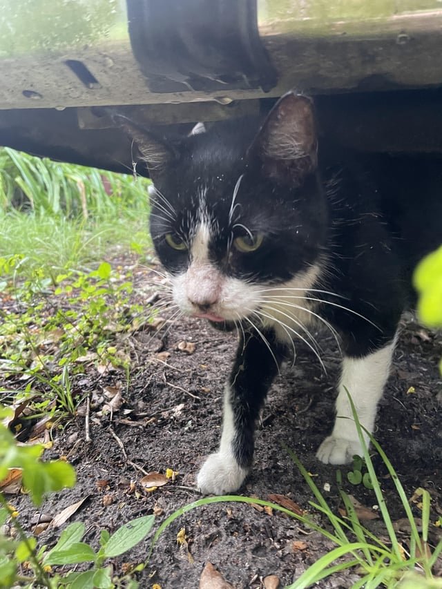 lost pet in Orlando, Florida