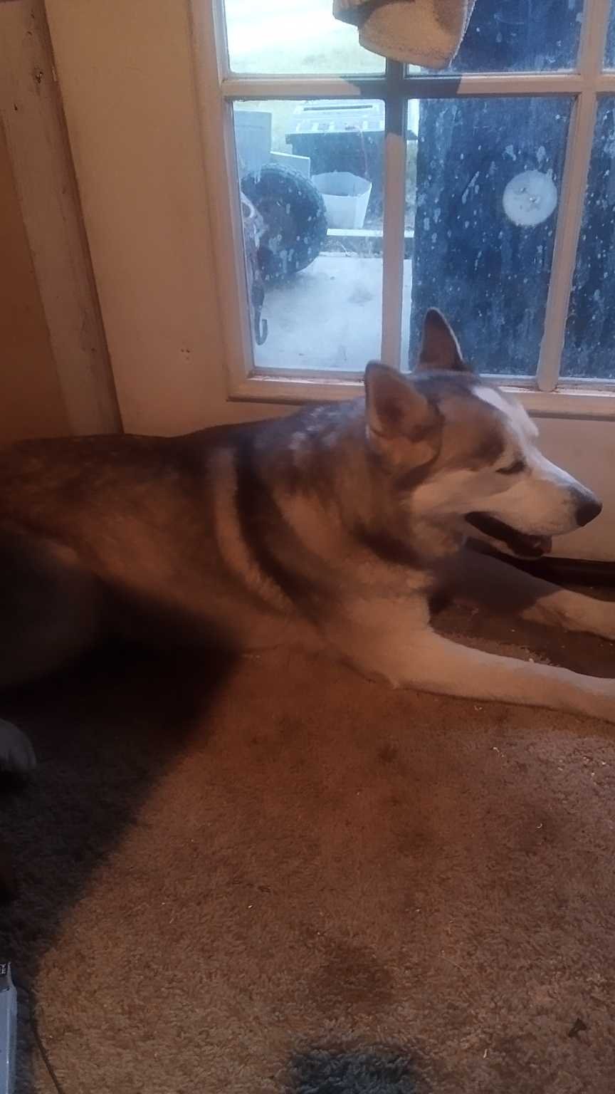 Found Dog in Texarkana, Texas — listing photo