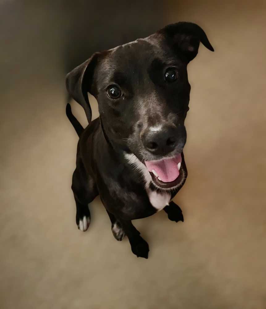 Lost Dog in Houston, Texas — listing photo