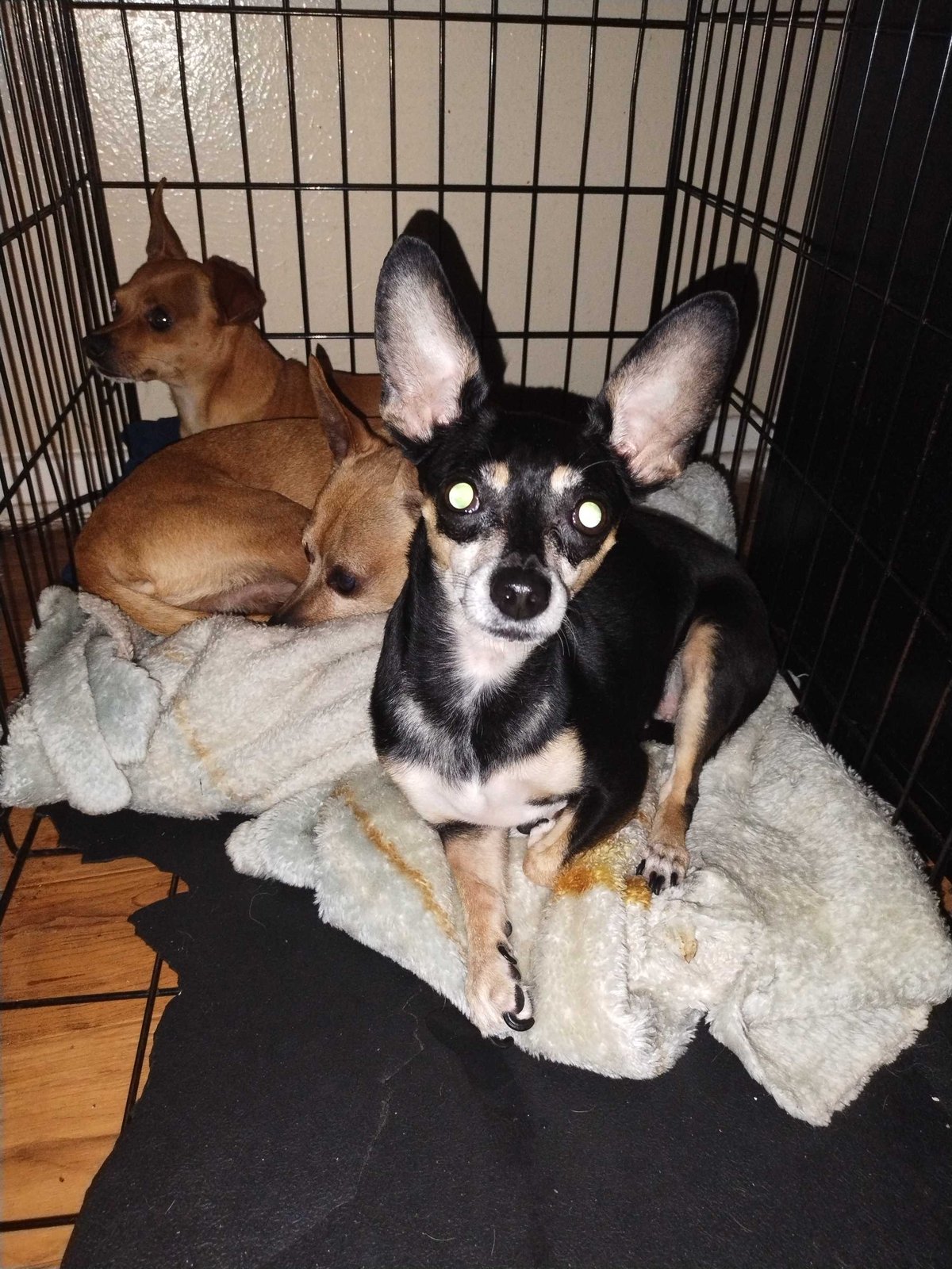 Lost Dog in Fort Worth, Texas — listing photo