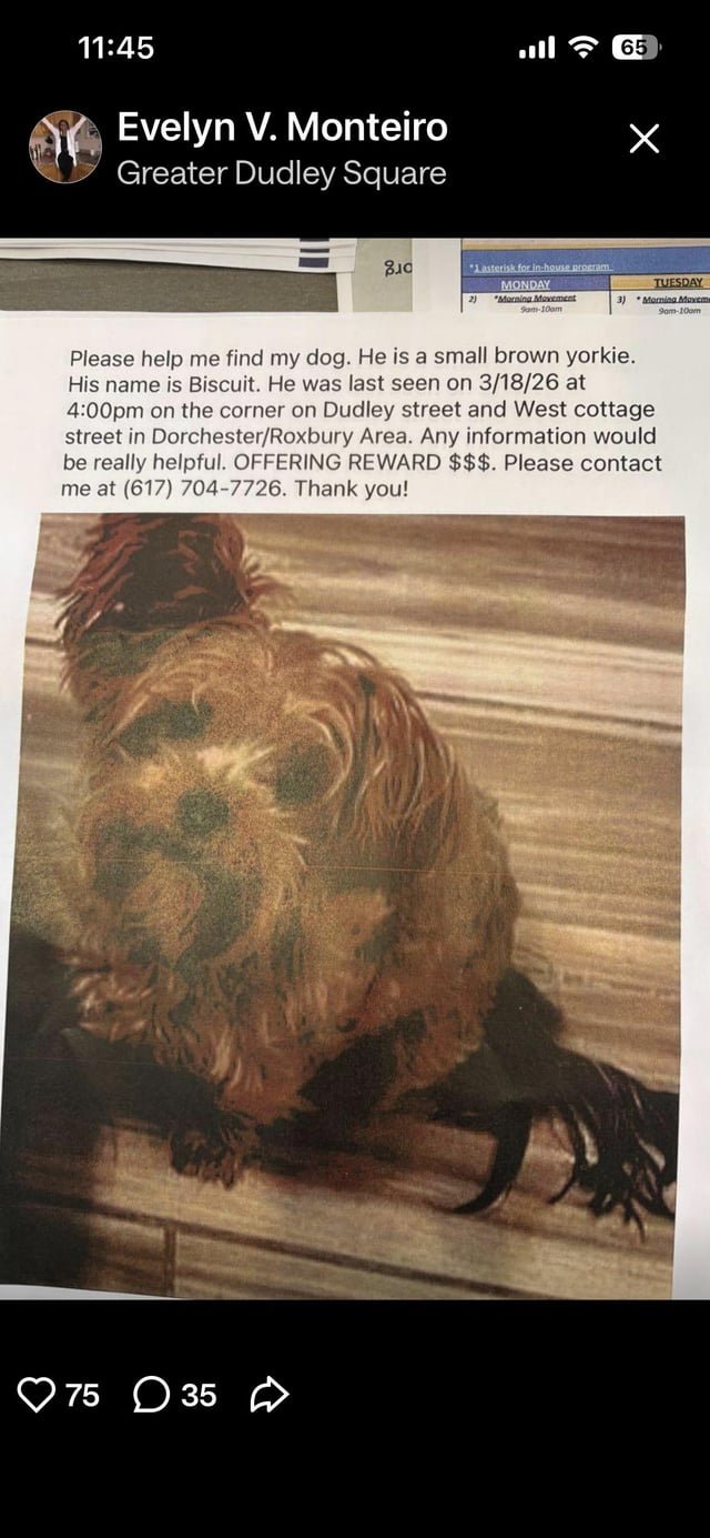 Lost Dog in Boston, Massachusetts — listing photo