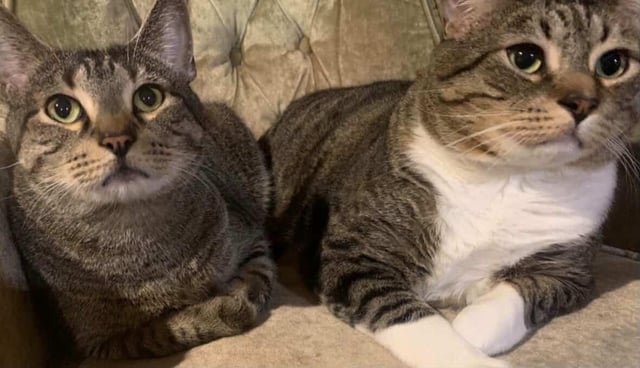 Lost Pet in Portland, Oregon — Update on my cat: Someone found my lost cat Cosmo last night! They recognized him from one of the…