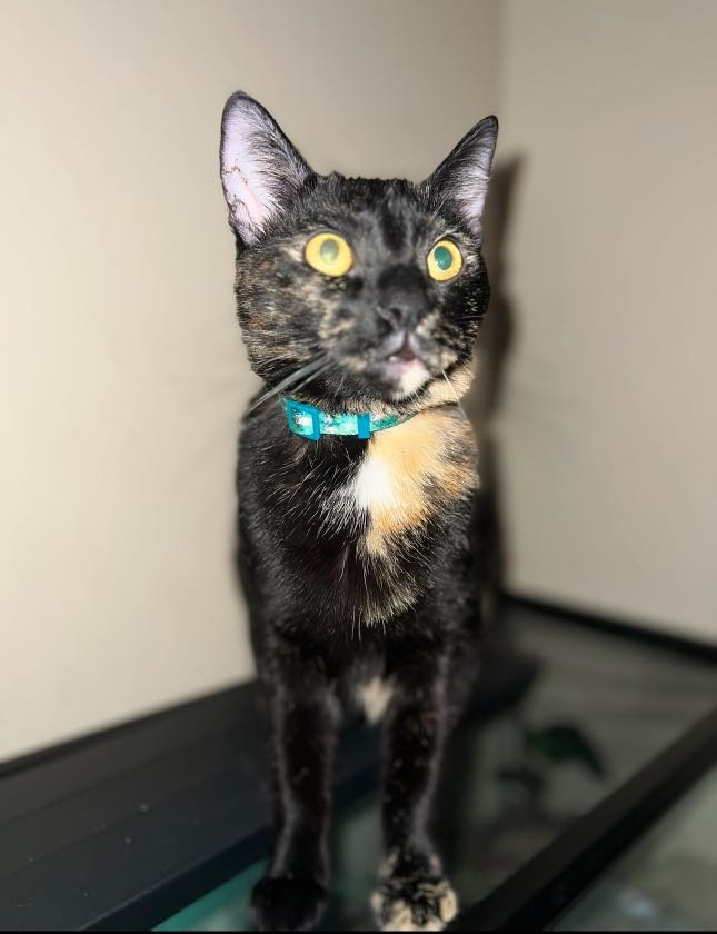Lost Cat in Santa Clara, California — listing photo
