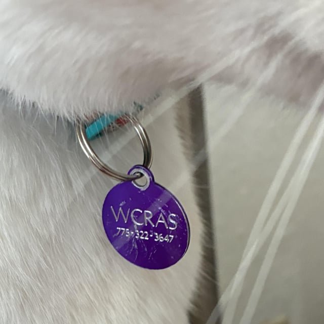 Lost Dog in Reno, Nevada — PSA: get your pets chipped for FREE at WCRAS!