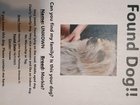 found pet in Orlando, Florida