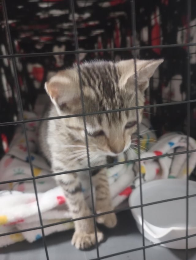 Lost Cat in Wichita, Kansas — listing photo