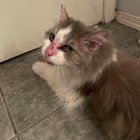 Found Cat in El Paso, Texas — listing photo