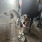 Found Dog in Nashville, Tennessee — listing photo