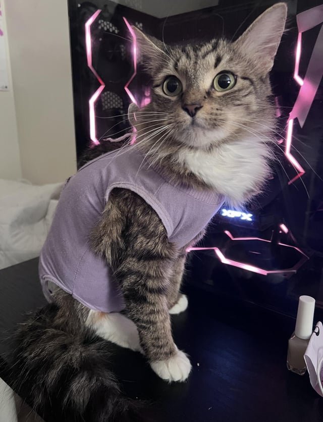 lost cat in New York, New York
