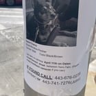 Lost Dog in Baltimore, Maryland — anyone else notice the uptick of missing animal posters in Fed Hill?