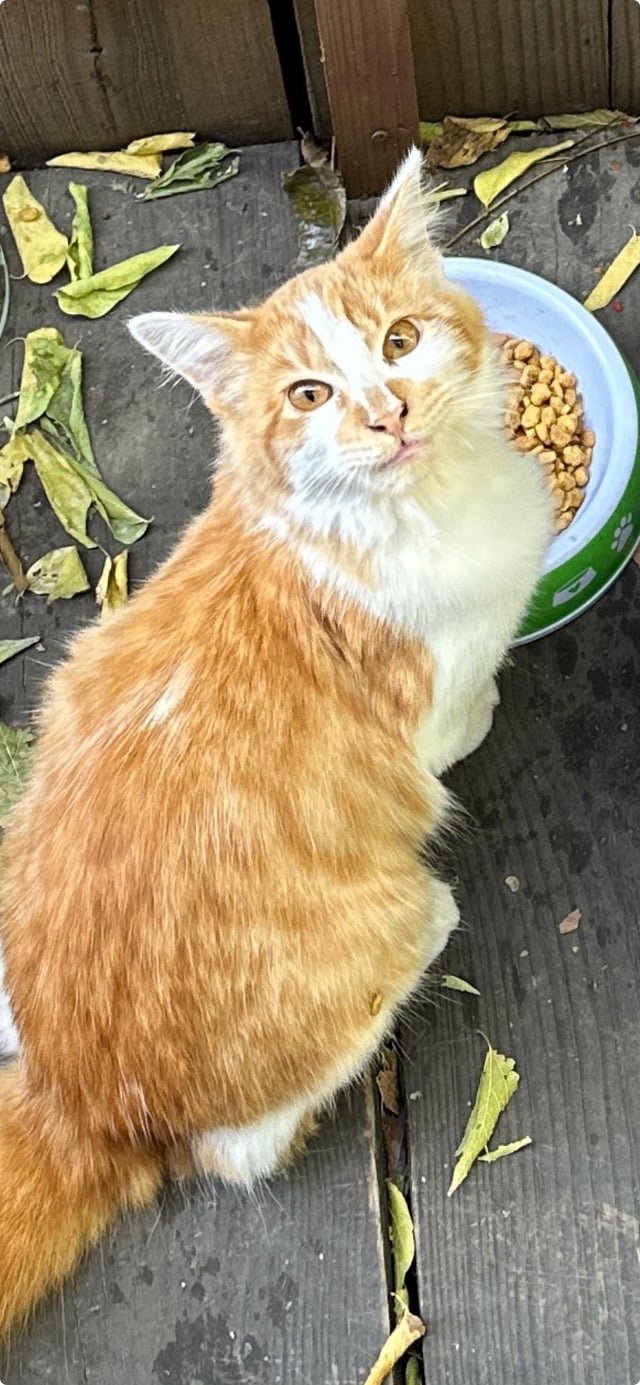 Pet alert in San Antonio, Texas — My grandma lost two cats in a week because people won’t stop speeding on her street