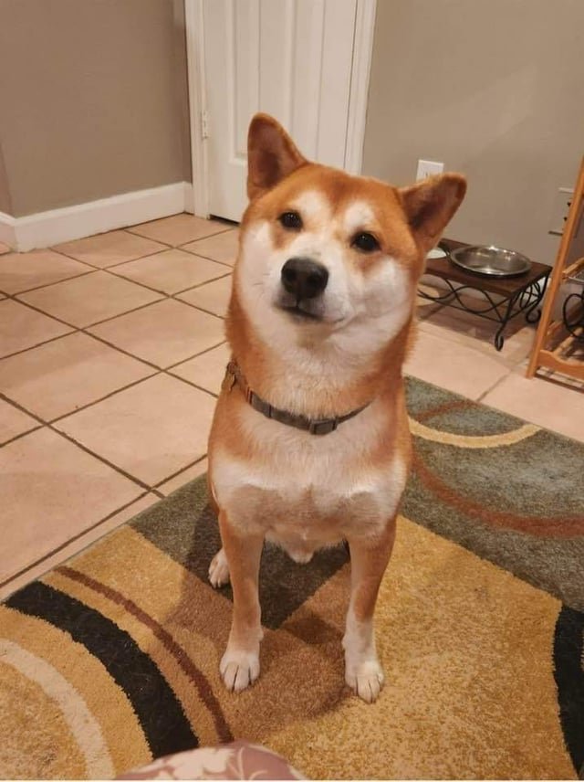 lost dog in K