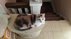 Lost Cat in K — listing photo