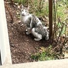 found cat in Portland, Oregon