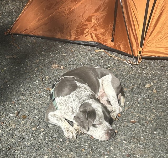 Lost Dog in Asheville, North Carolina — listing photo