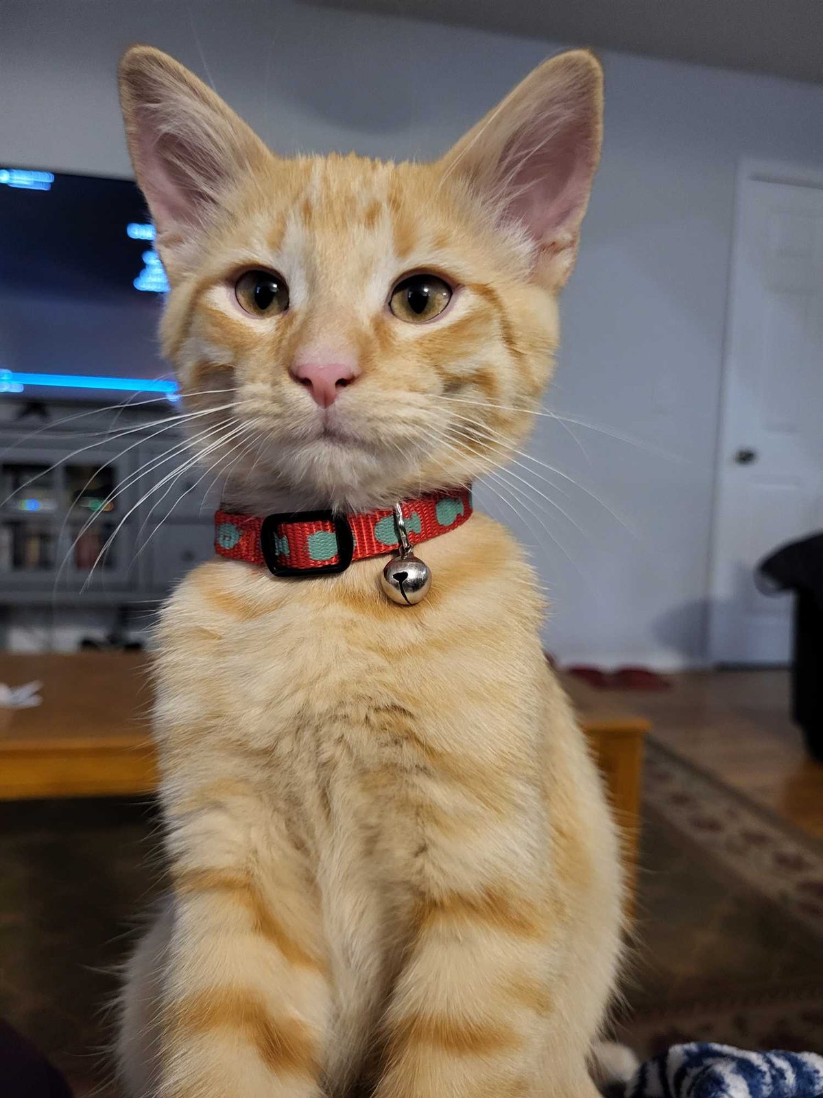 Lost Cat in Colorado Springs, Colorado — listing photo