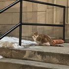 Lost Cat in Milwaukee, Wisconsin — listing photo