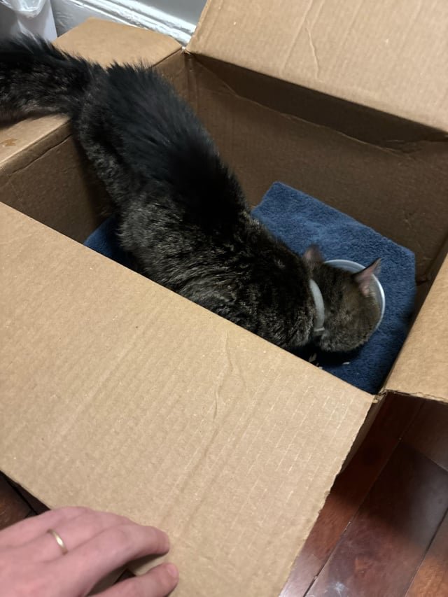 Lost Cat in Washington, District of Columbia — listing photo