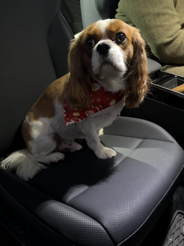 found dog in Providence, Rhode Island