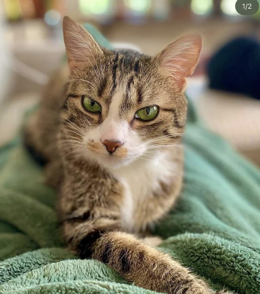 lost cat in Louisville, Kentucky