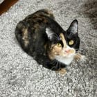 Lost Cat in Kent, Washington — listing photo