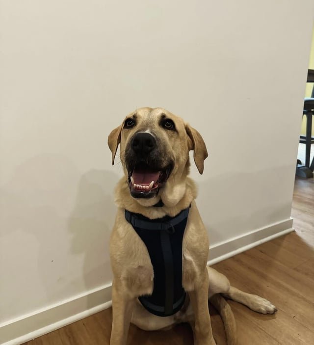 lost dog in Milwaukee, Wisconsin