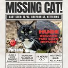 Lost Cat in Dayton, Ohio — One Last Appeal for Information about our Missing Cat, Purrana