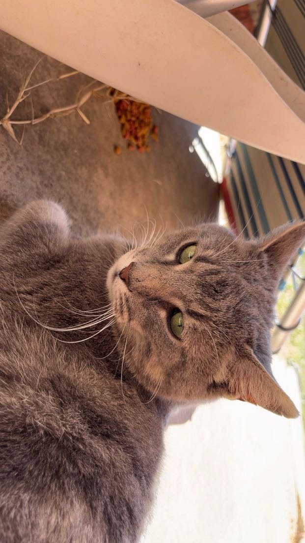 Found Cat in Yukon — listing photo
