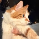Lost Dog in Boston, Massachusetts — Is anyone missing/in need of a very talkative cat? (South Boston)