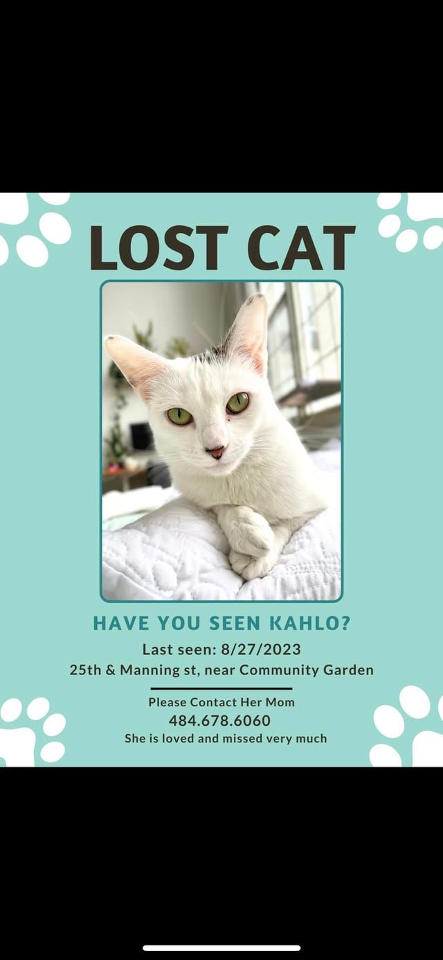 Lost Cat in Philadelphia, Pennsylvania — listing photo