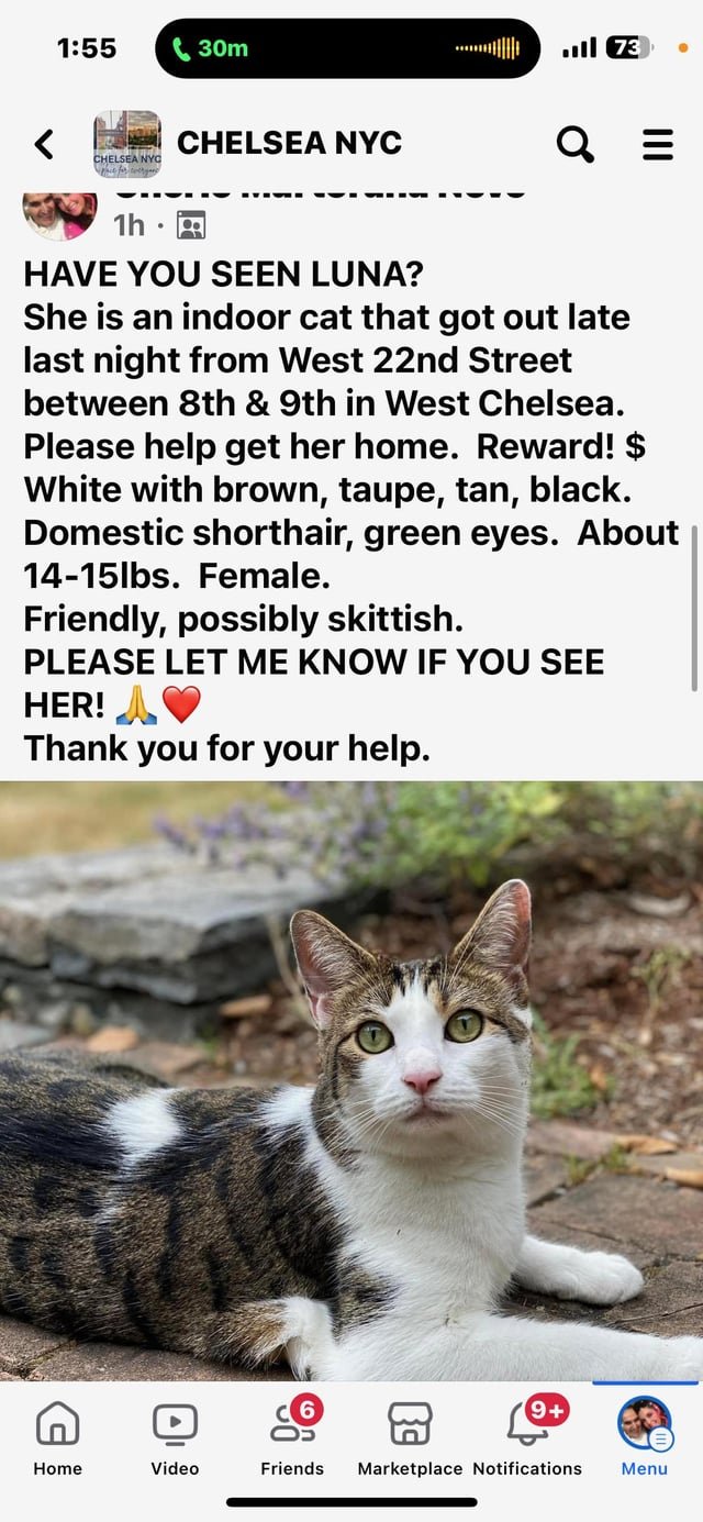 Lost Cat in Chelsea, Massachusetts — listing photo