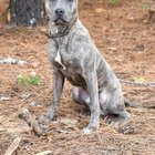 lost dog in Philadelphia, Pennsylvania